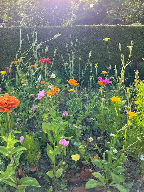 Biodiversitet på kirkegårdene